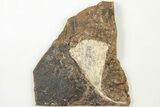 Fossil Ginkgo Leaf From North Dakota - Paleocene #201221-1